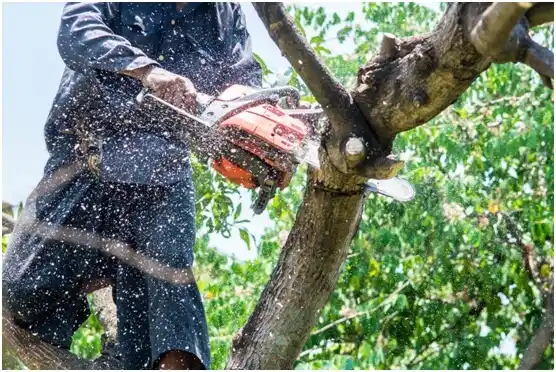 tree services West Linn